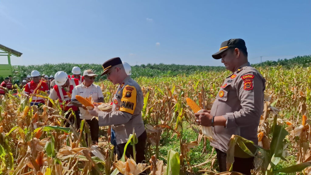 682498ff985a6-polda-jambi-panen-jagung-di-6-polres_1265_711