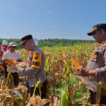 682498ff985a6-polda-jambi-panen-jagung-di-6-polres_1265_711