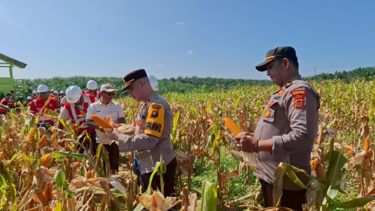 682498ff985a6-polda-jambi-panen-jagung-di-6-polres_1265_711